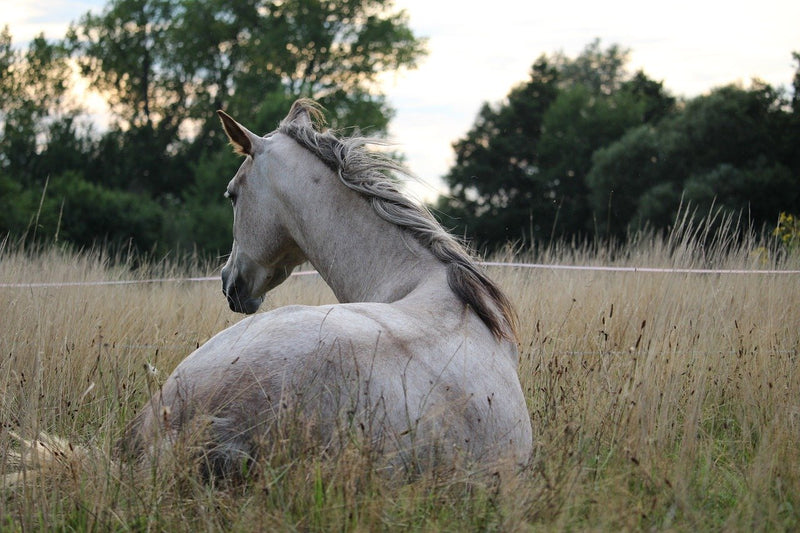 The Top Five Horse Health Issues