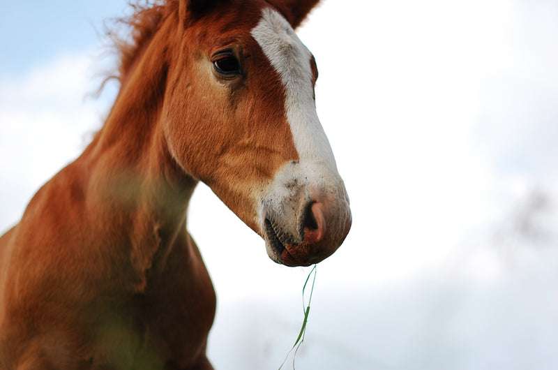 Deworming Foals & Young Horses