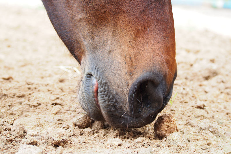 Sand Colic in Horses