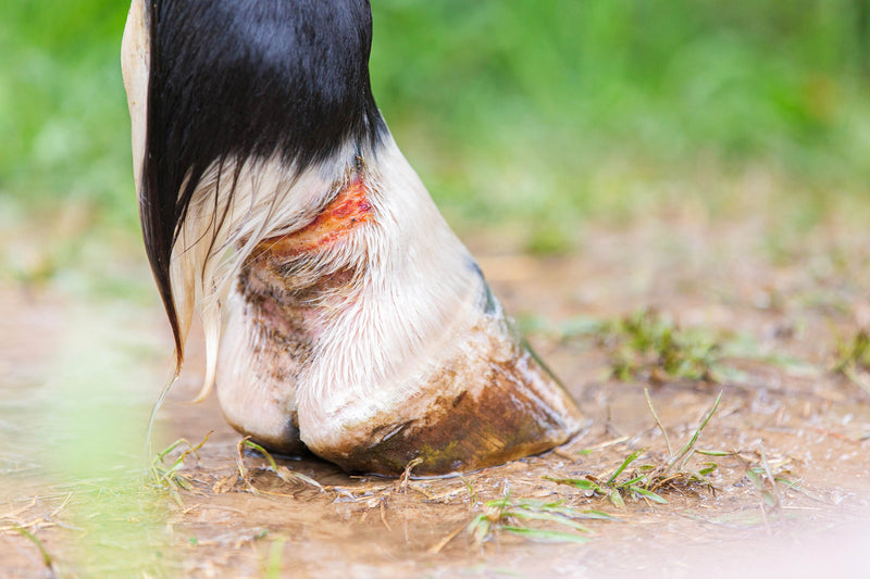 Stages of Wound Healing in Horses