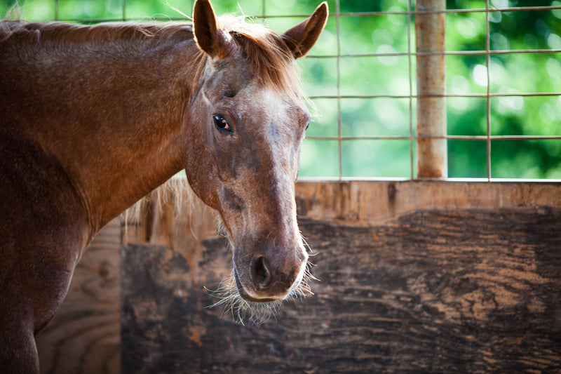 PPID in Horses (Equine Cushings Disease)